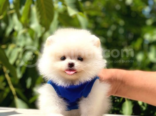 Pomeranian Boo Teddy Face Erkek Yavrumuz görsel