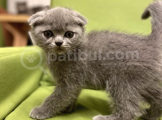 Scottish Fold görsel