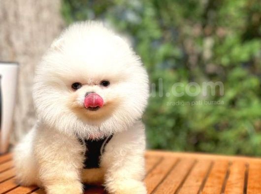 Irk Ve Sağlık Garantili Pomeranian Boo Yavrularımız