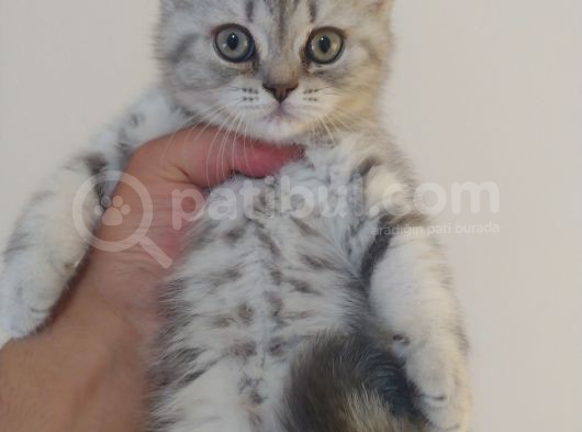 Safkan Bri̇ti̇sh Longhai̇r görsel