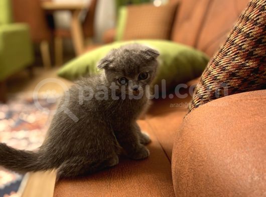 Scottish Fold görsel