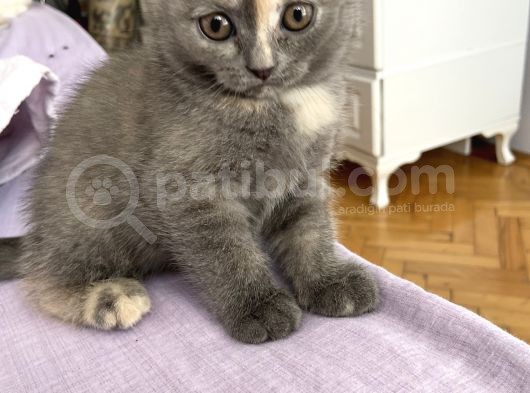 Scotish Fold Acilll Dişi Dünyalar Tatlısı