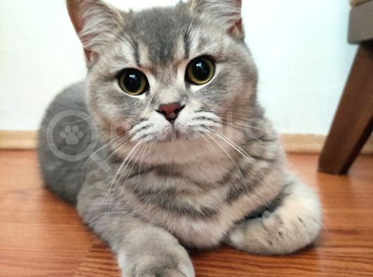A++ Kedi Yavruları Ve Anne Kedi görsel