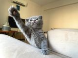 Scottish Fold