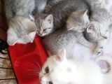 Anne Baba Kendi Kedilerim Olan 2 Aylık Yavrularım Sahiplendirme