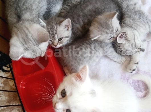 Anne Baba Kendi Kedilerim Olan 2 Aylık Yavrularım Sahiplendirme görsel