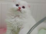 Karbeyaz Longhair Scotish Fold Erkek Yavrumuz