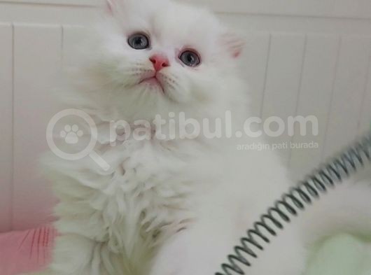 Karbeyaz Longhair Scotish Fold Erkek Yavrumuz görsel