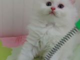 Karbeyaz Longhair Scotish Fold Erkek Yavrumuz