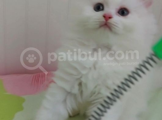 Karbeyaz Longhair Scotish Fold Erkek Yavrumuz görsel