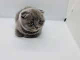 Minik Patiler Yeni Yuva Arıyor