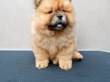 Dünyalar Tatlisi Chow Chow Kizimiz