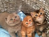 1.5 Aylık Dişi Scottish Fold