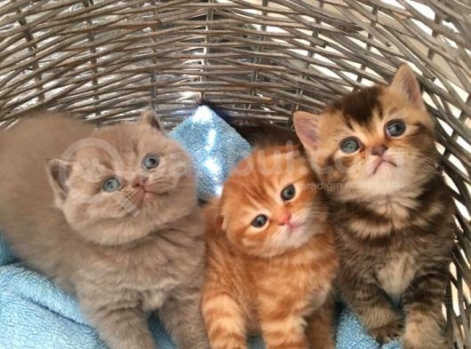 1.5 Aylık Dişi Scottish Fold görsel