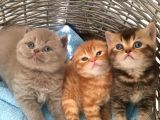 1.5 Aylık Dişi Scottish Fold