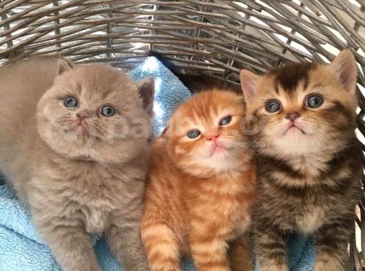1.5 Aylık Dişi Scottish Fold