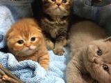 1.5 Aylık Dişi Scottish Fold