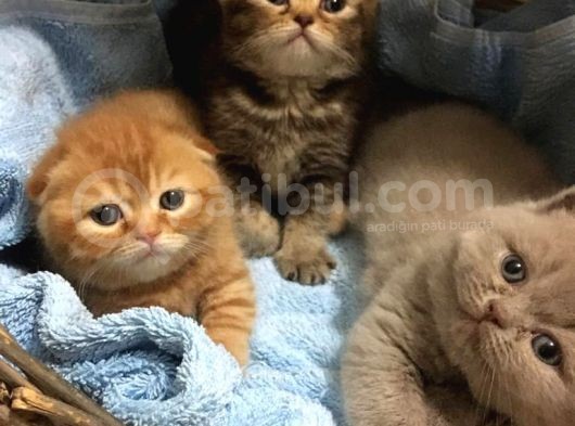 1.5 Aylık Dişi Scottish Fold görsel