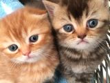 1.5 Aylık Dişi Scottish Fold