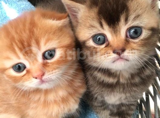1.5 Aylık Dişi Scottish Fold görsel