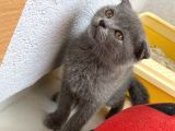 Scottish Fold 2 Aylık Yavrular Ilk Veterinet Mua Sağlıklı Geçtiler
