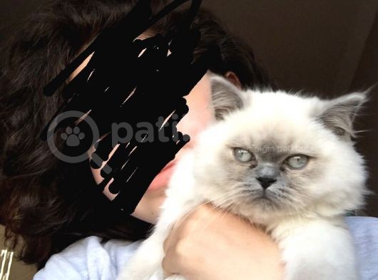 Kedi görsel