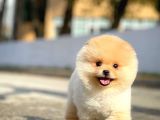 Ayı Surat Pomeranian Boo Yavrularımız