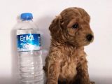 Gerçek Toy Poodle Bebeklerimiz A Kalite