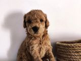 Gerçek Toy Poodle Bebeklerimiz A Kalite