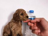 Gerçek Toy Poodle Bebeklerimiz A Kalite