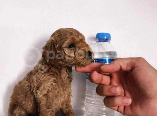 Gerçek Toy Poodle Bebeklerimiz A Kalite görsel