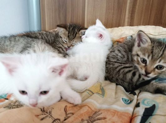 Saf Kan Yeni Doğmuş British Yavrular Bakamadığımız Için Aile Arıyoruz görsel