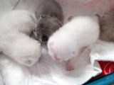 Safkan British Shorthair Yavrular