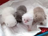 Safkan British Shorthair Yavrular