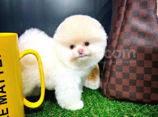 Ayı Surat Pomeranian Boo Yavrularımız görsel