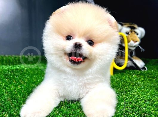 Ayı Surat Pomeranian Boo Yavrularımız