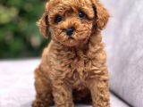 Toy Poodle Yavrular
