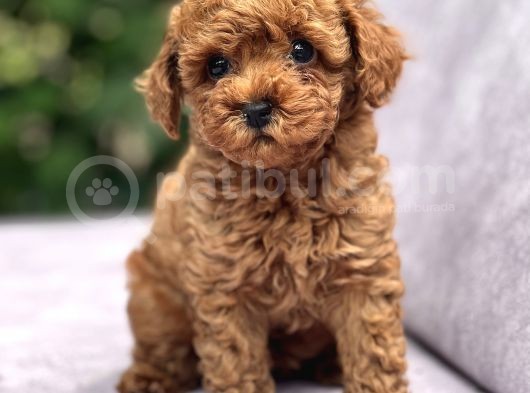 Toy Poodle Yavrular görsel