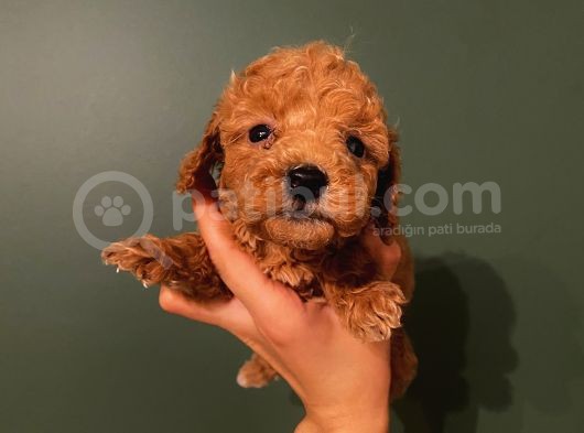Ev Ortaminda Red Brown Poodle Yavrular görsel