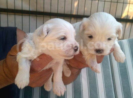 Sifir Numara Mükemmel Maltese Bebekler görsel