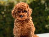 Safkan Toy Poodle Yavruları