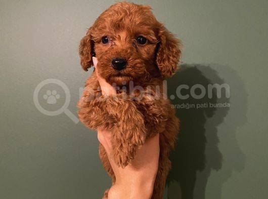 Ev Ortaminda Red Brown Poodle Yavrular görsel