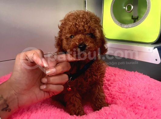 Safkan Toy Poodle Yavrularımız