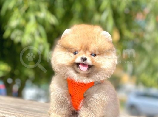 Teddy Face Pomeranian Boo Yavrularimiz