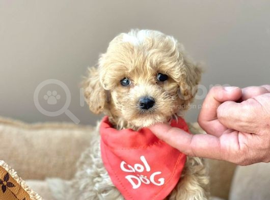 Anne Baba Orjinal Maltipoo Bebekler görsel