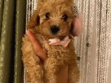 Balkiizz Toypoodle Bebi̇şi̇mi̇z