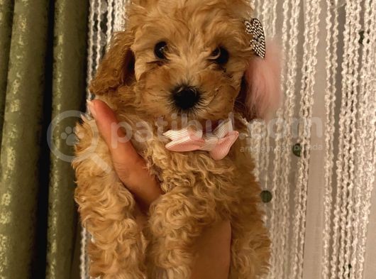 Balkiizz Toypoodle Bebi̇şi̇mi̇z