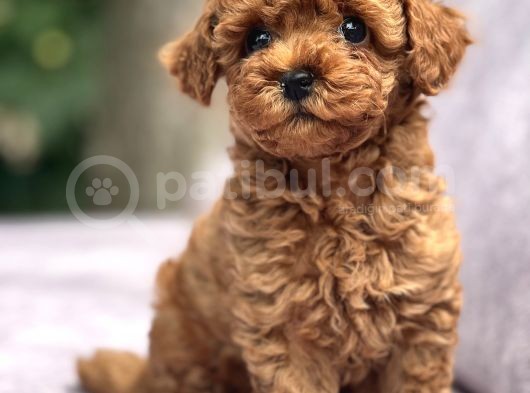 Toy Poodle Yavrular görsel