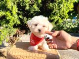 Mini Boy Maltese Sevimli Yavrular