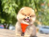 Teddy Face Pomeranian Boo Yavrularimiz